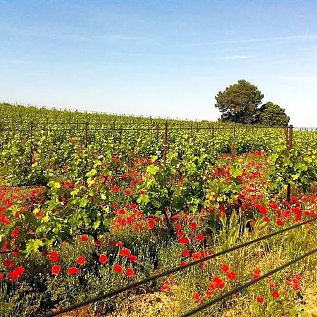 Maison De Margot 펜션 Peyriac-Minervois